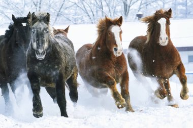 Koşan at kışın hokkaido