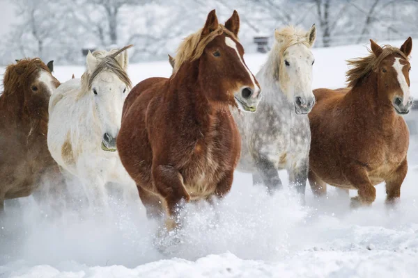 Laufpferd Winter Hokkaido — Stockfoto