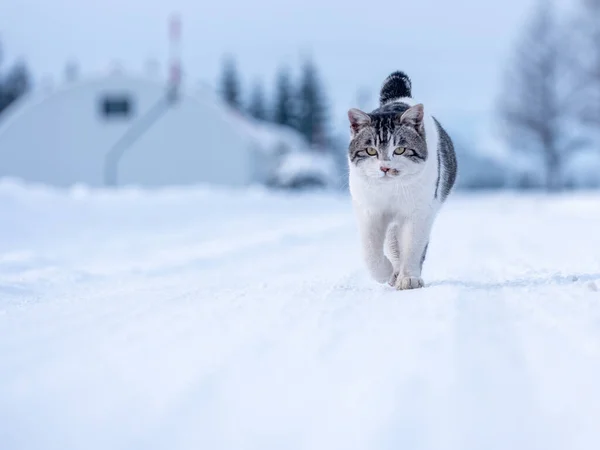 stray cat in winter countryside