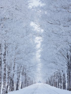 Ağaç kaplı cadde kışın