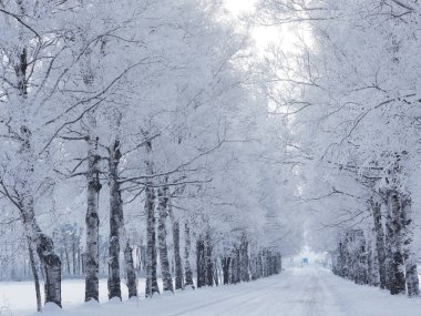Ağaç kaplı cadde kışın
