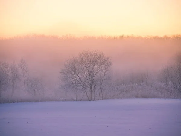 Met Vorst Bedekte Tee Koude Mist — Stockfoto