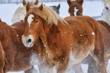 Koşan at kışın hokkaido
