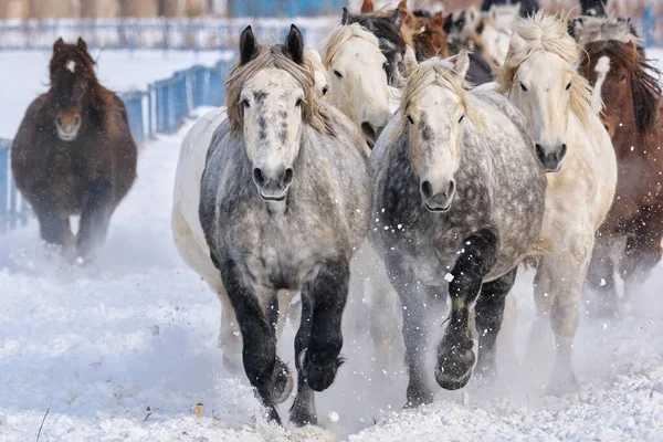 Laufpferd Winter Hokkaido — Stockfoto