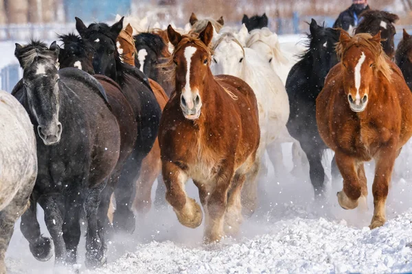 Laufpferd Winter Hokkaido — Stockfoto