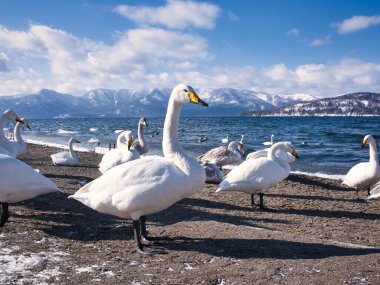 Göl kıyısında bir kuğu.