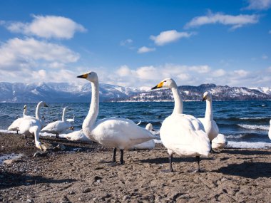 Göl kıyısında bir kuğu.