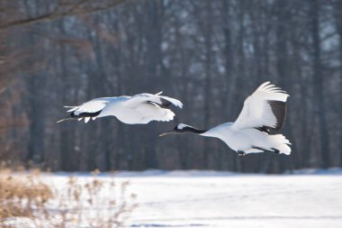 Kış Hokkaido 'sunda uçan vinç