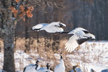Kış Hokkaido 'sunda uçan vinç