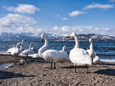 Göl kıyısında bir kuğu.