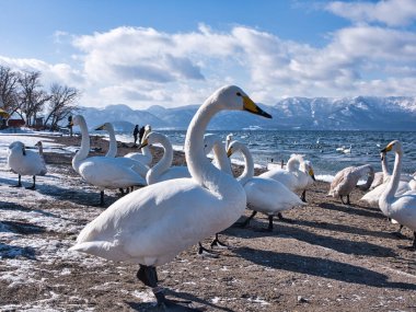 Göl kıyısında bir kuğu.