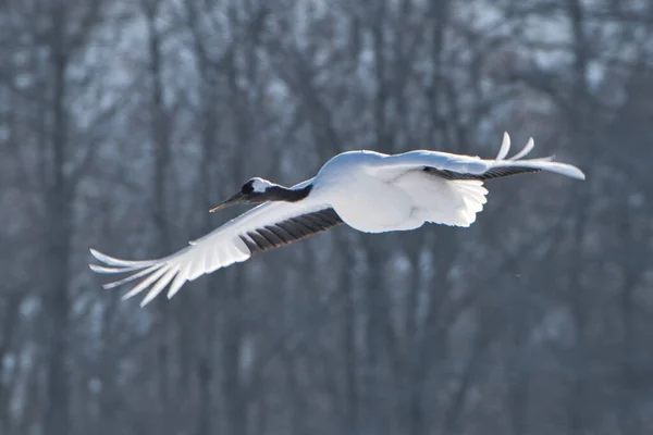 Latający Żuraw Zimie Hokkaido — Zdjęcie stockowe