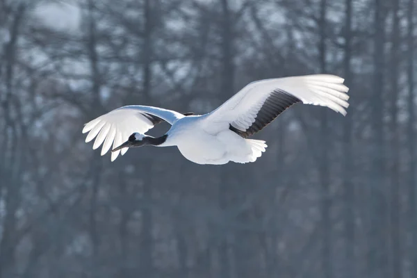 Latający Żuraw Zimie Hokkaido — Zdjęcie stockowe