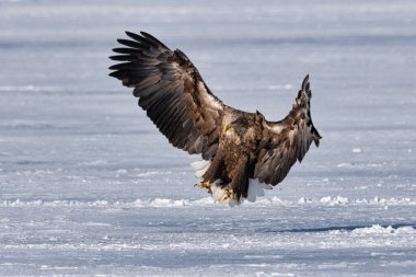 beyaz kuyruklu kartal kışın