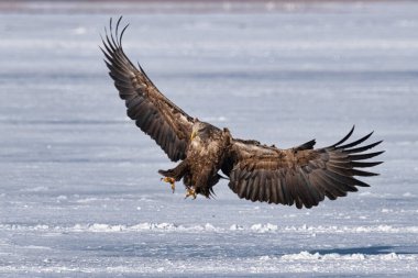 beyaz kuyruklu kartal kışın