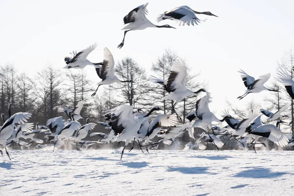 Rebanho Guindastes Inverno — Fotografia de Stock