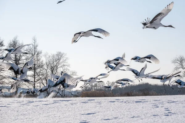 Rebanho Guindastes Inverno — Fotografia de Stock