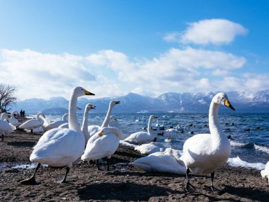 Göl kıyısında bir kuğu.
