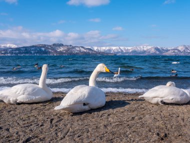 Göl kıyısında bir kuğu.
