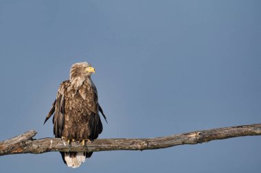 Beyaz kuyruklu kartal bir dalda kalıyor.