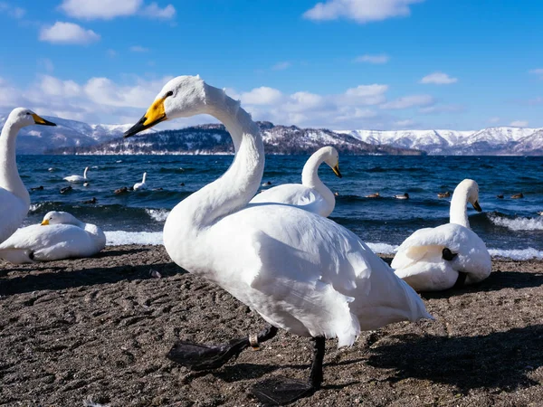 Лебедь Озера Зимой — стоковое фото