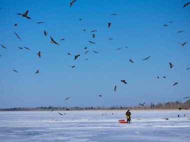 Kartal kışın Hokkaido 'da beslenir.