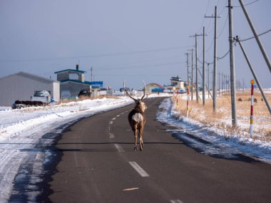 Japonya 'daki Hokkaido Geyiği