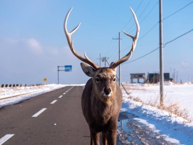 Japonya 'daki Hokkaido Geyiği