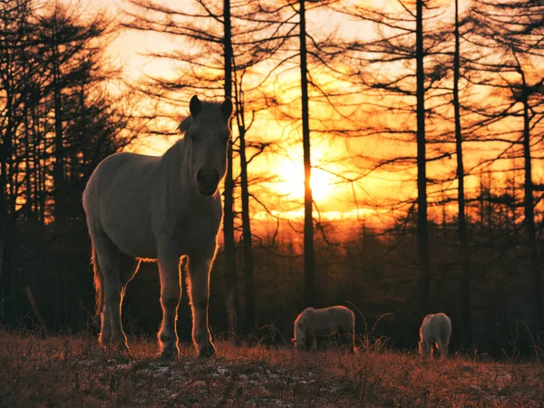 Pferd Und Sonnenaufgang Winter — Stockfoto