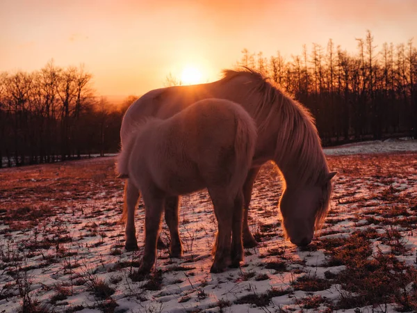 Pferd Und Sonnenaufgang Winter — Stockfoto