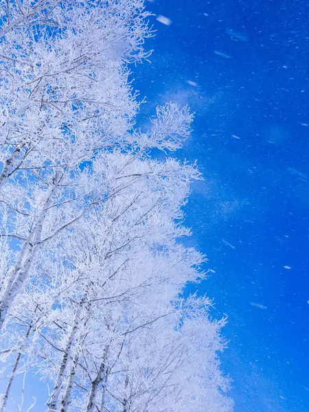 霜に覆われた木と青い空 — ストック写真