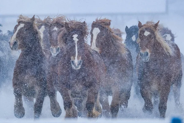 Koşan Kışın Hokkaido — Stok fotoğraf