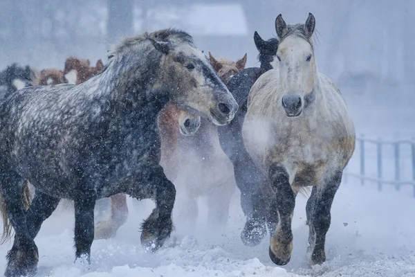 Τρέξιμο Άλογο Χειμώνα Hokkaido — Φωτογραφία Αρχείου