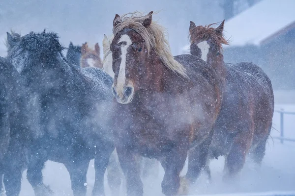Laufpferd Winter Hokkaido — Stockfoto