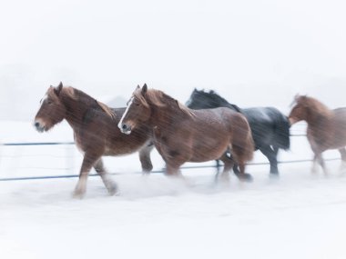 Koşan at kışın hokkaido
