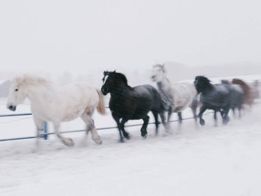 Koşan at kışın hokkaido