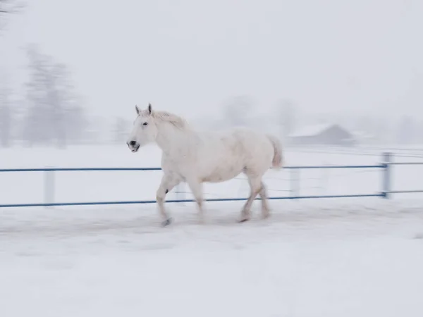 Biegnący Koń Zimie Hokkaido — Zdjęcie stockowe