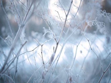 Soğuk sis ve ölü ağaç Kış sabahı