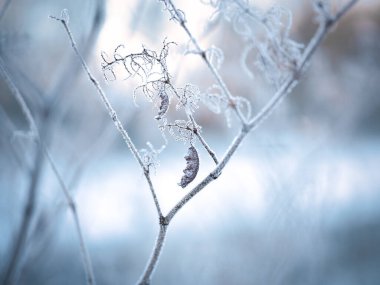 Soğuk sis ve ölü ağaç Kış sabahı