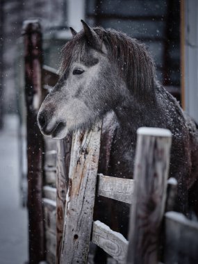 Beyaz at kış otlağında