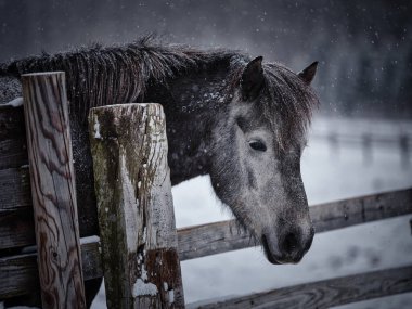 Beyaz at kış otlağında