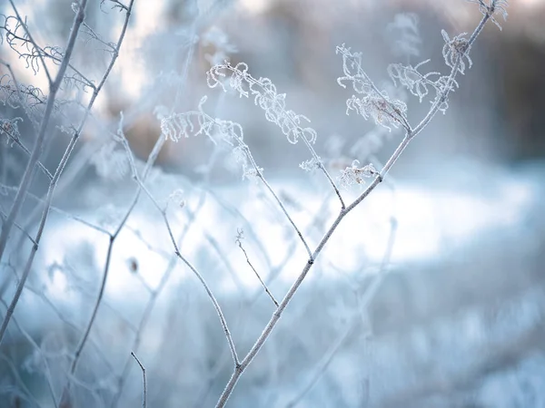 Soğuk Sis Ölü Ağaç Kış Sabahı — Stok fotoğraf