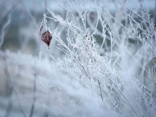 寒冷的雾气和枯树在冬天的早晨 — 图库照片