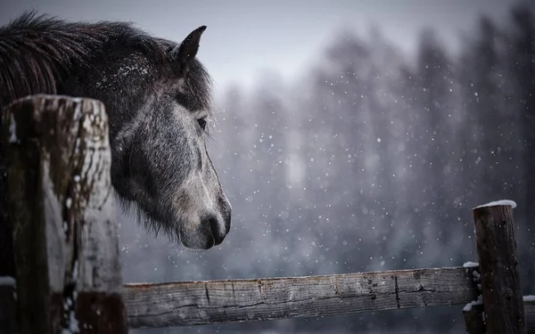 Cavalo Branco Pasto Inverno — Fotografia de Stock