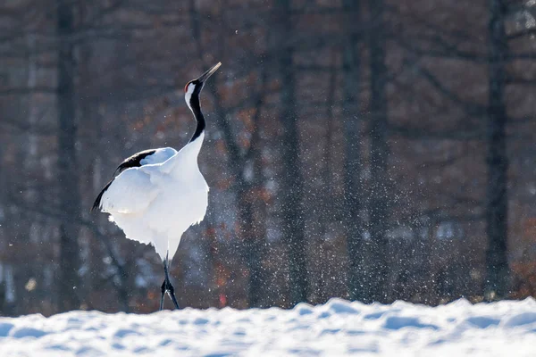 Żuraw Zimie Hokkaido Japonia — Zdjęcie stockowe