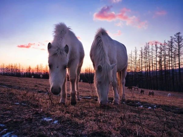 Άλογο Νωρίς Πρωί Hokkaido — Φωτογραφία Αρχείου