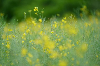 Hokkaido japan kanola çiçeği