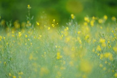 Hokkaido japan kanola çiçeği