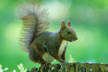 Damganın üzerinde bir sincap.