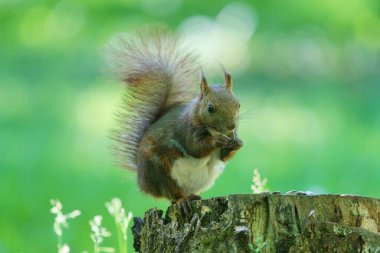 Damganın üzerinde bir sincap.